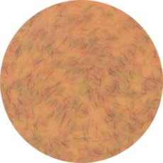 画像1: PRESTO カラージェル 334　2.7g/10g［メール便OK］ (1)