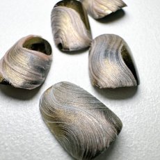 画像6: PRESTO パテジェル PT017-PT022　2.7g［メール便OK］ (6)